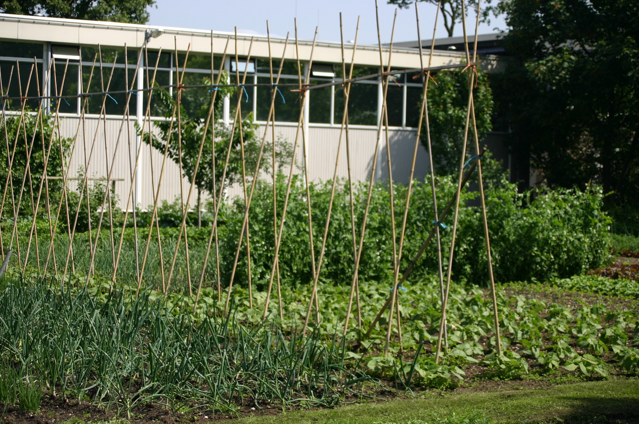 Een moestuin waar verschillende groenten en planten groeien, deels aan ondersteunende stokken.